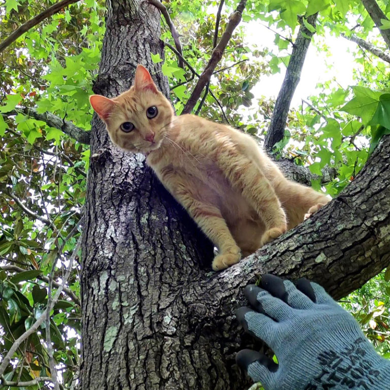 Sweet Tortie Trusts 'Cat Rescue Guy' Completely in Daring Rescue