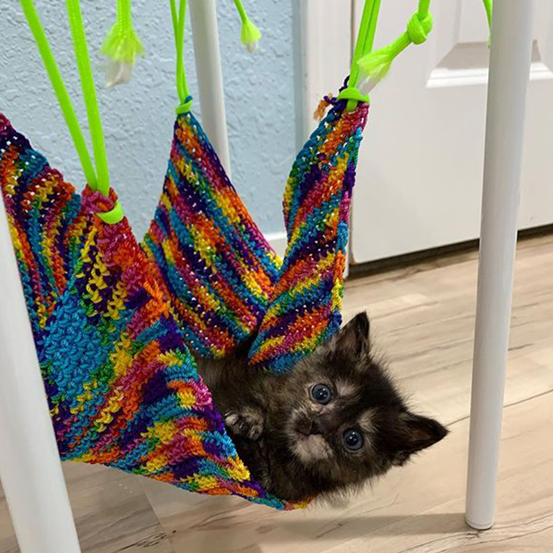 Cheeky in a colorful hammock swing