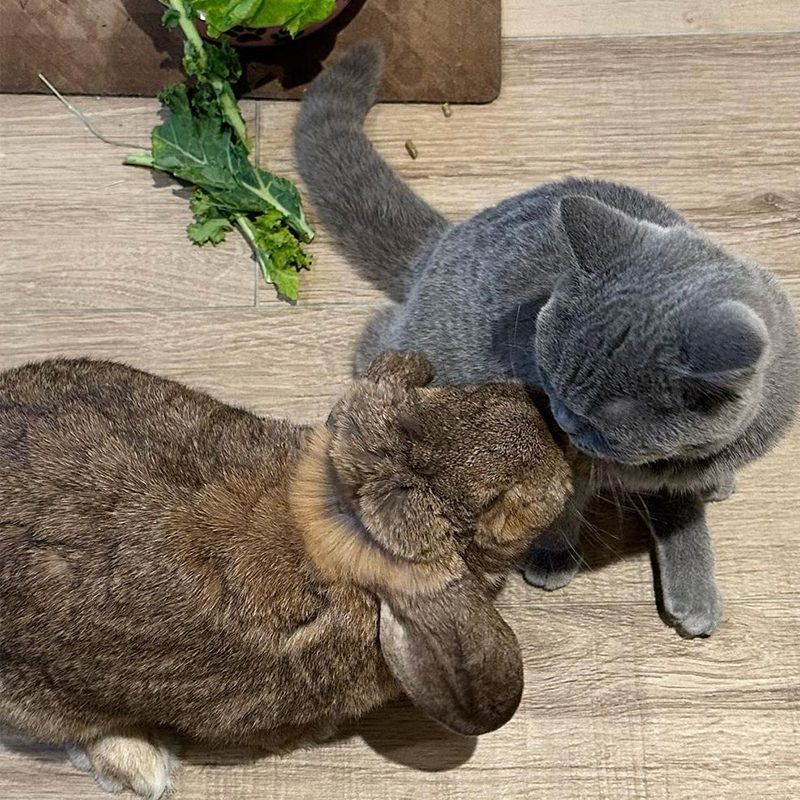 Cocomelon and Jessica Rabbit kiss