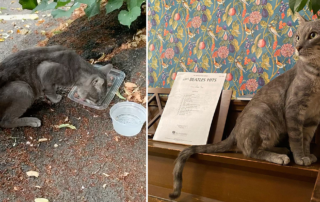 Sir Desmond Fewbeans, Greenpoint Cats, Brooklyn New York, rescued senior cat, street cat