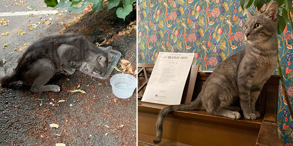 Sir Desmond Fewbeans, Greenpoint Cats, Brooklyn New York, rescued senior cat, street cat