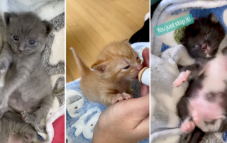 Cute kitten Instagram reels, Foster Kitten HQ, Arlington, Virginia