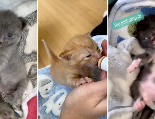 Foster Mom Creates the Funniest Instagram Reels To Show Off the Cutest Baby Kittens