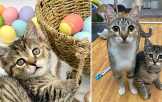 Freckles, mother cat, Easter egg, kitten, Asa, Alexandria, Virginia