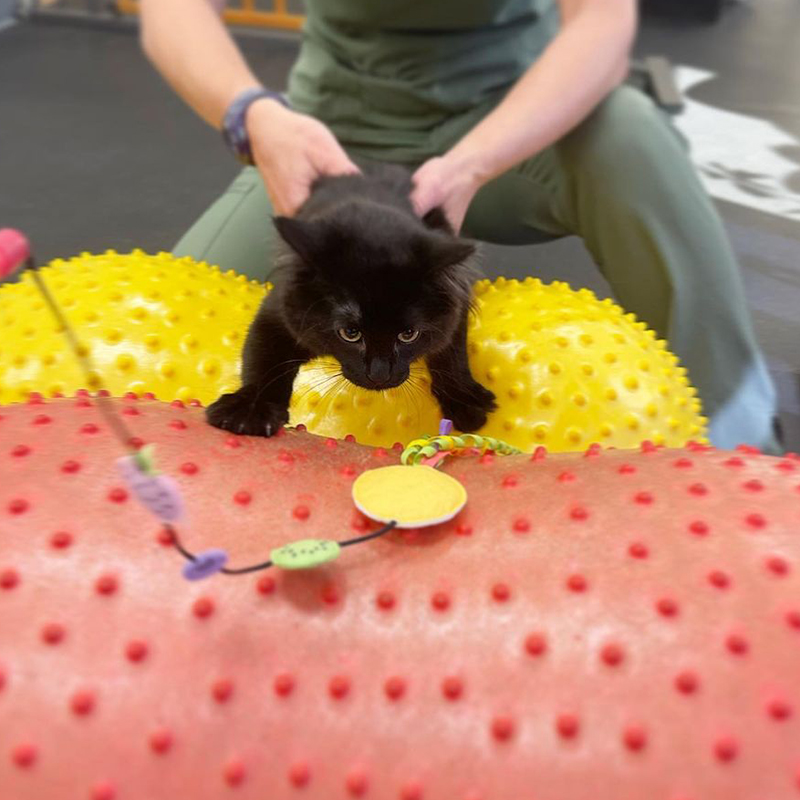 physical therapy for paralyzed cat