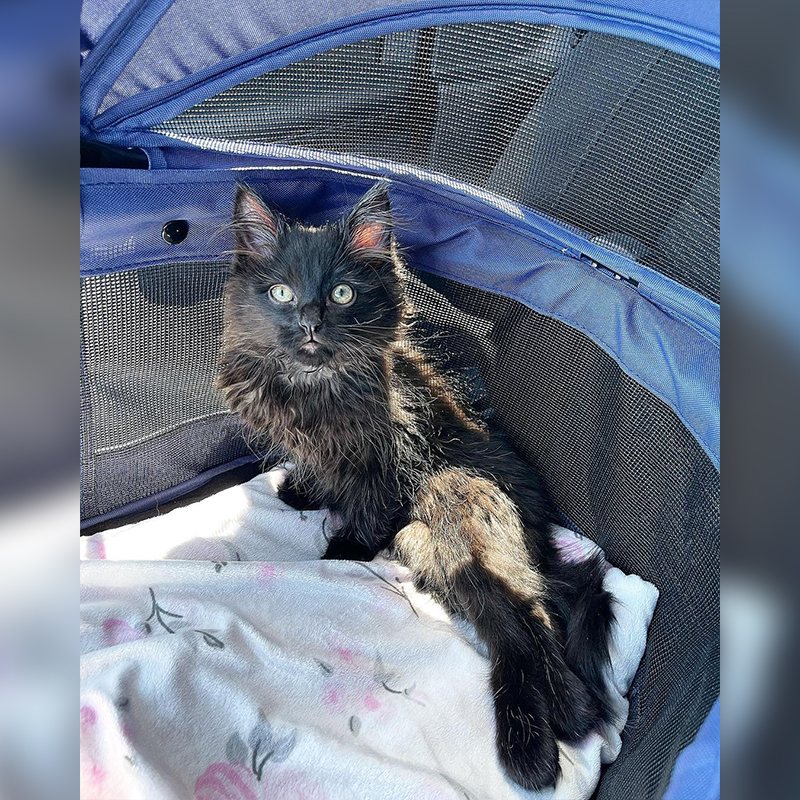 paralyzed cat in her cat carrier