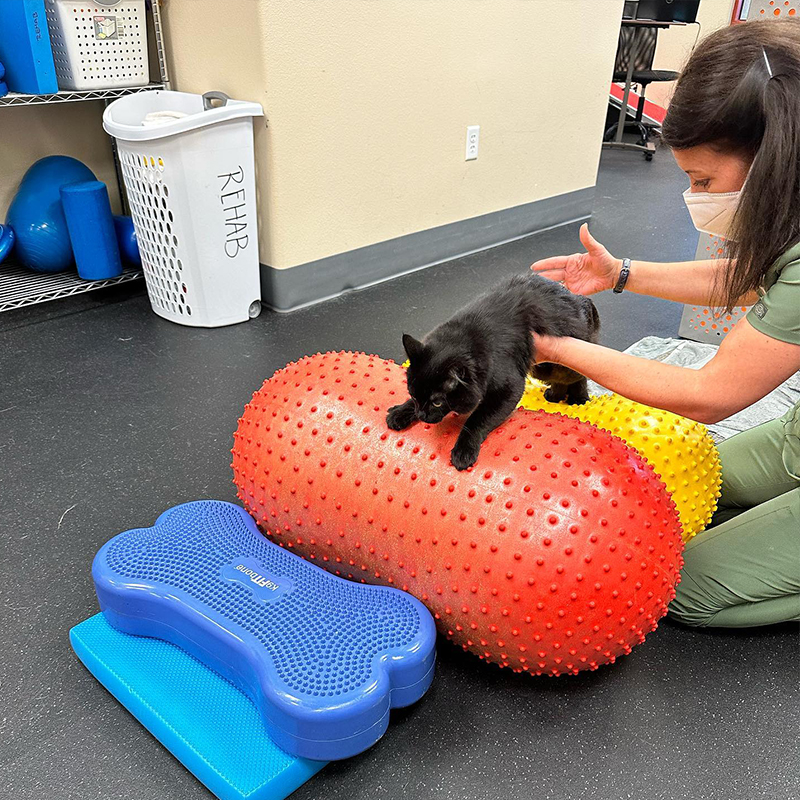 Physical therapy for cat