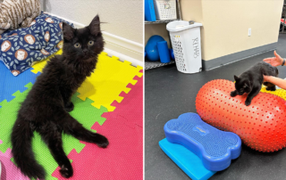 Georgie May, paralyzed kitten, rescued by My Foster Kittens, Las Vegas, NV, Nikki Martinez