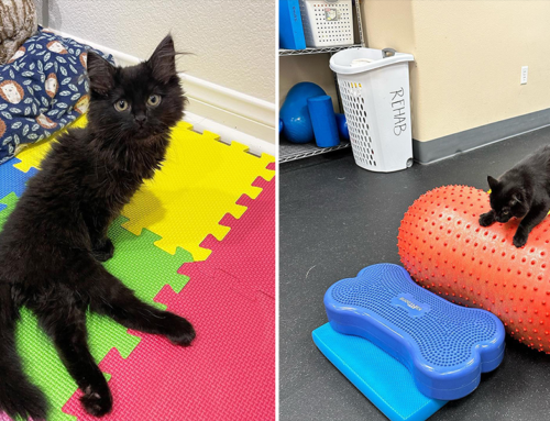 Tragically Paralyzed Kitten Improves With Physical Therapy and Lots of Love