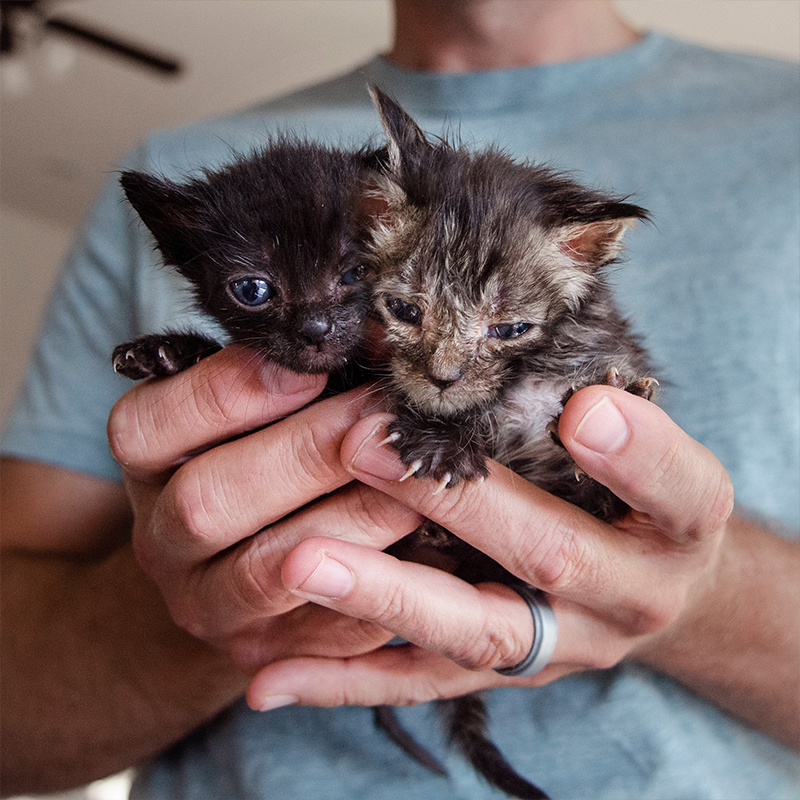 Gremlin Kittens, with foster dad
