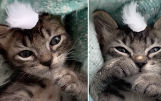Gremlin kittens, Border Collies, Gizmo and Stripe, Houston, Texas, Aki Yamaguchi,
