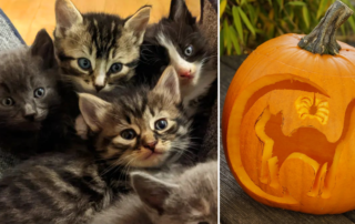 Hawthorne Witches Tea, Newport, Oregon, Cat, kitten rescue