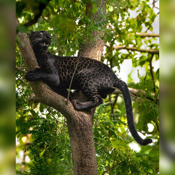 Stunning Rare Wild Black Leopard Photographed In India