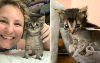 Bird kittens, Heather Kitten Foster, Louisiana, Belle Chasse, Ducky the kitten