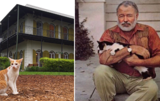 Ernest Hemingway cats, Hemingway home, Hurricane Ian