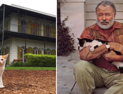 Beloved Hemingway Cats Supurrvise Cleanup After Home Battered by Hurricane Ian