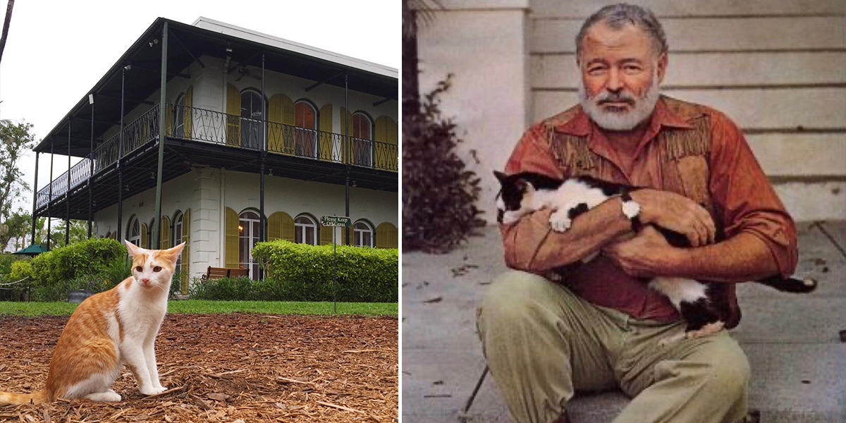 Ernest Hemingway cats, Hemingway home, Hurricane Ian