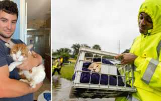 Hurricane Ian, rescuers save cats and other animals displaced by storm