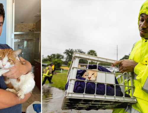 Rescuers Save Cats and Animals Displaced by Hurricane Ian