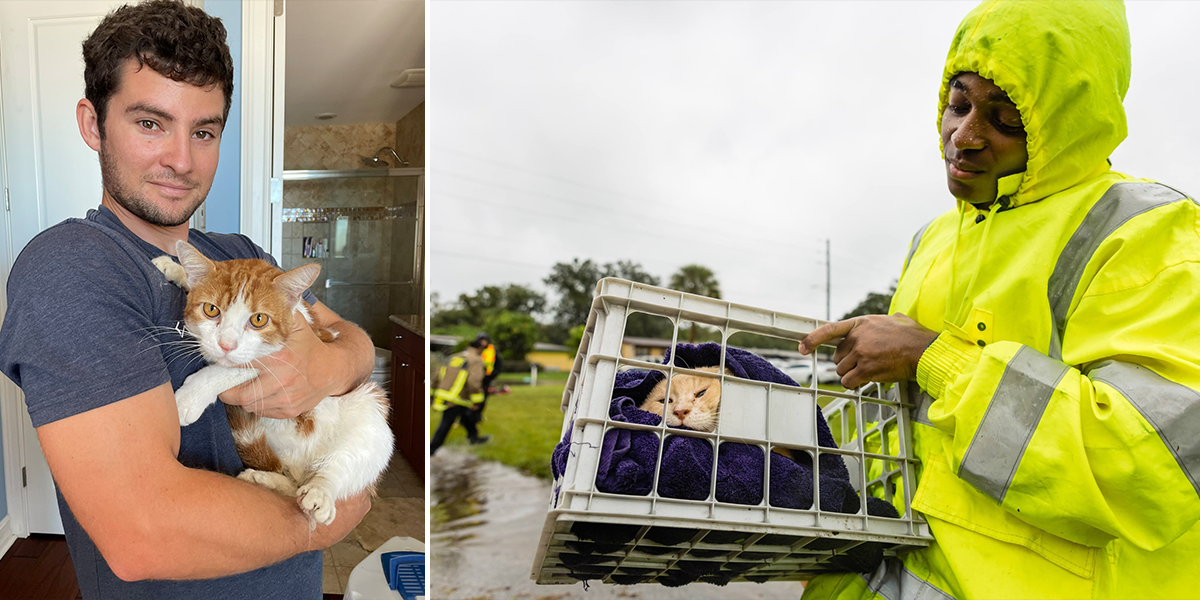 Hurricane Ian, rescuers save cats and other animals displaced by storm