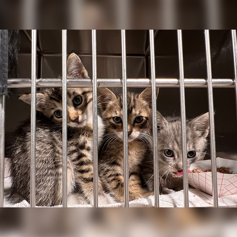 Tampa Humane Society kittens, Hurricane Ian