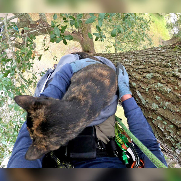 Sweet Tortie Trusts 'Cat Rescue Guy' Completely in Daring Rescue