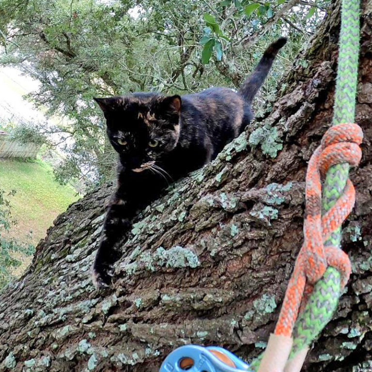 Sweet Tortie Trusts 'Cat Rescue Guy' Completely in Daring Rescue