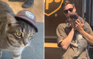Koda or Kodachrome the office CEO cat and the friendly UPS driver