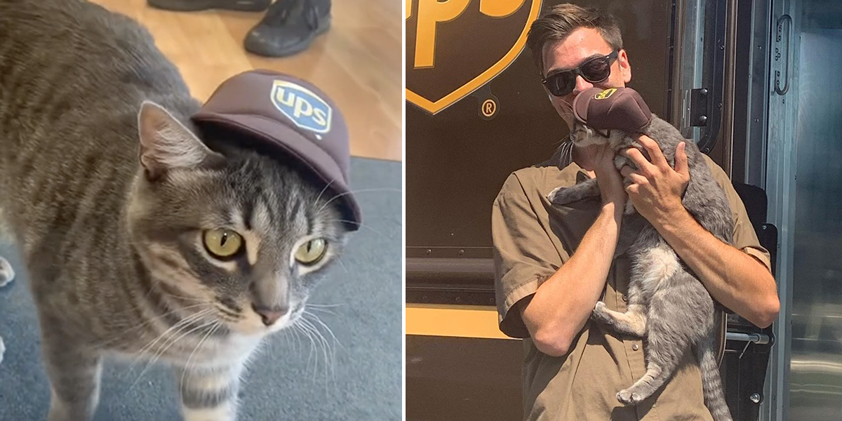 Koda or Kodachrome the office CEO cat and the friendly UPS driver