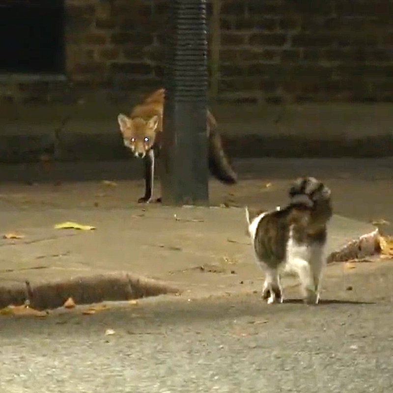 Larry the Chief Mouser runs off a fox near 10 Downing St., 3