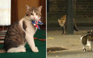 Larry the Chief Mouser at 10 Downing Street, Prime Minister, chases off a fox