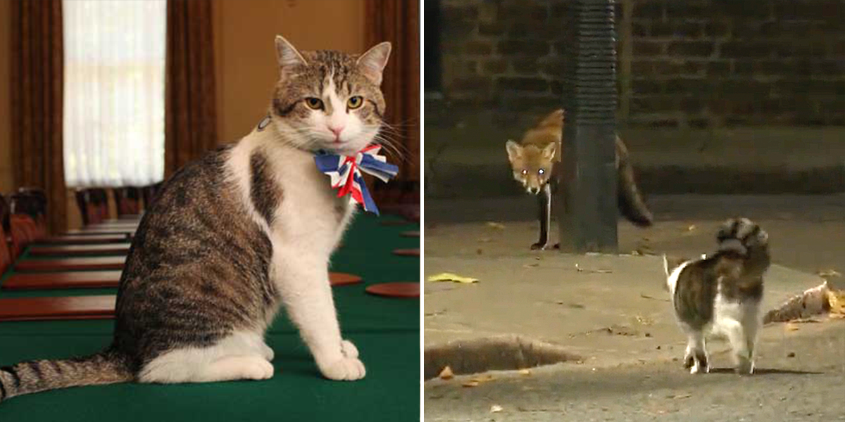 Larry the Chief Mouser at 10 Downing Street, Prime Minister, chases off a fox