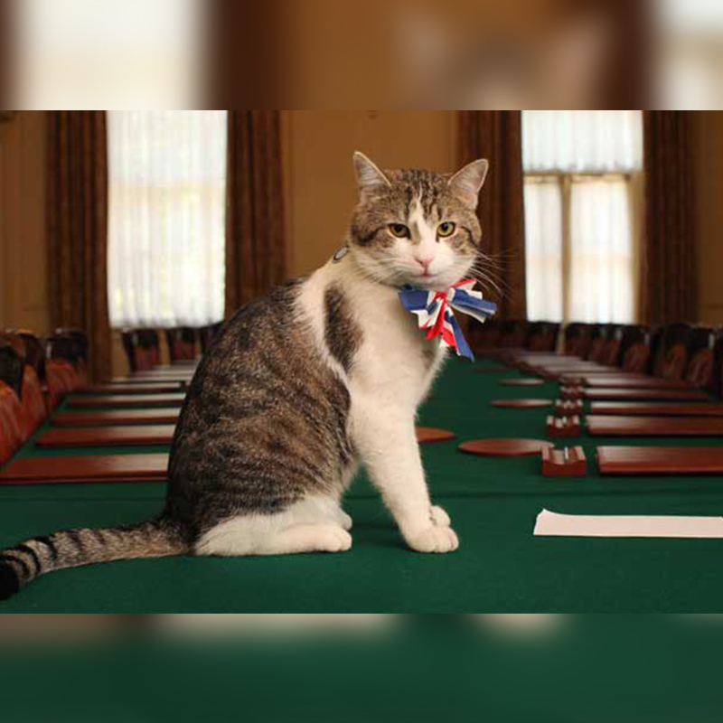 official cat from the UK government website