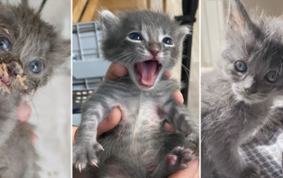 Liam and Layla, Snally, Snallygaster, Newborn Kitten Rescue, Scottsdale, Arizona