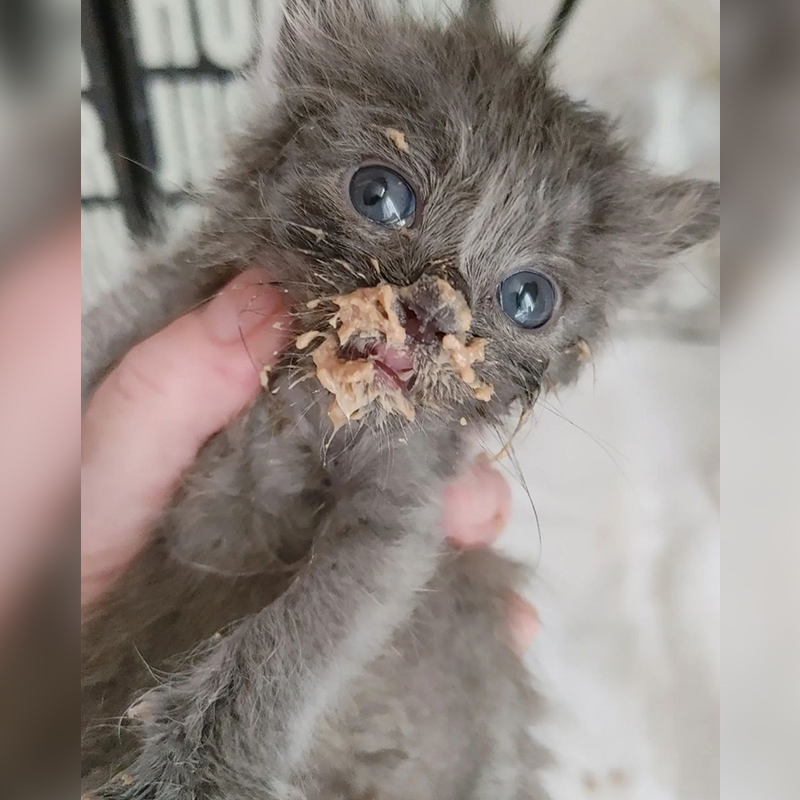 Kitten with food all over mouth