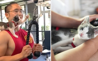 Leo the Adventure Boi kitten, Jo, San Francisco, Adventure Cat, rescued kitten, Bay Area