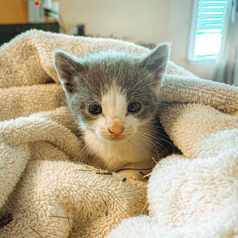 Tiny rescued kitten