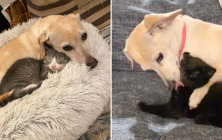 Mama Kona, Nanny dog, Alexandria, Virginia, kittens, Asa