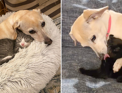 Magic Happens When ‘Mama Kona’ the Dog Cares For Teeny Foster Kittens