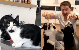 Merry and Pippin, crayzee cat, TikTok, parody songs, cat songs, Gaston,