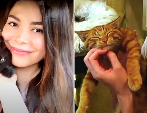 Cat Rescuer Miranda Cosgrove: ‘I Think Everybody Should Try Fostering’