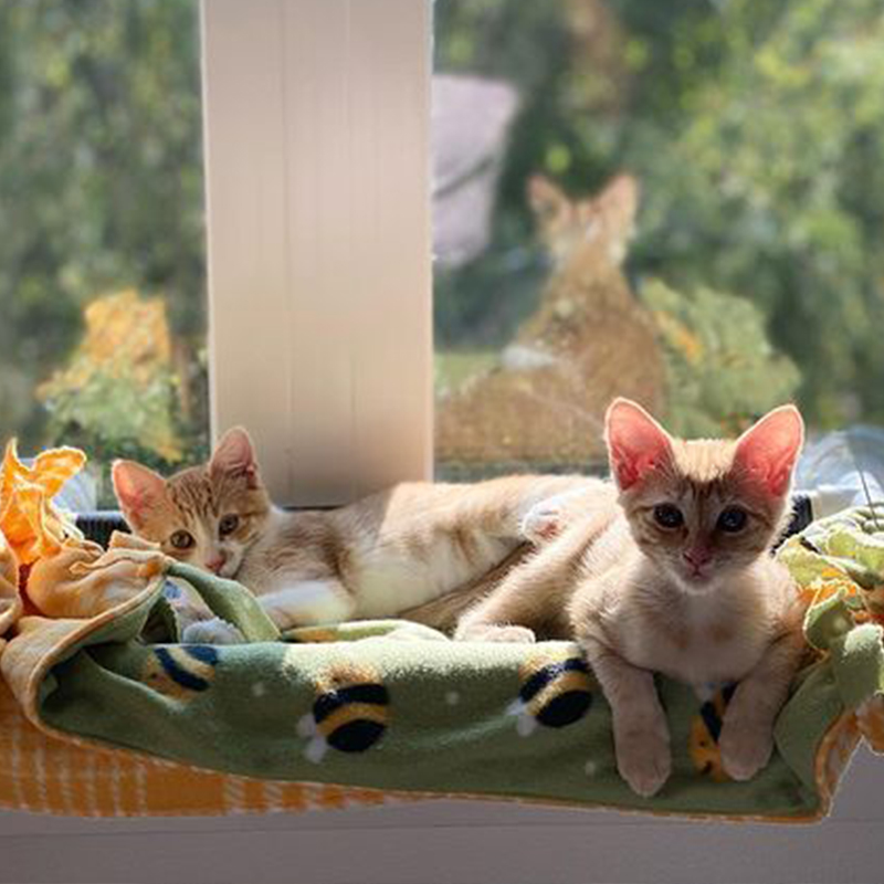 Moppet and Chippy in their forever home