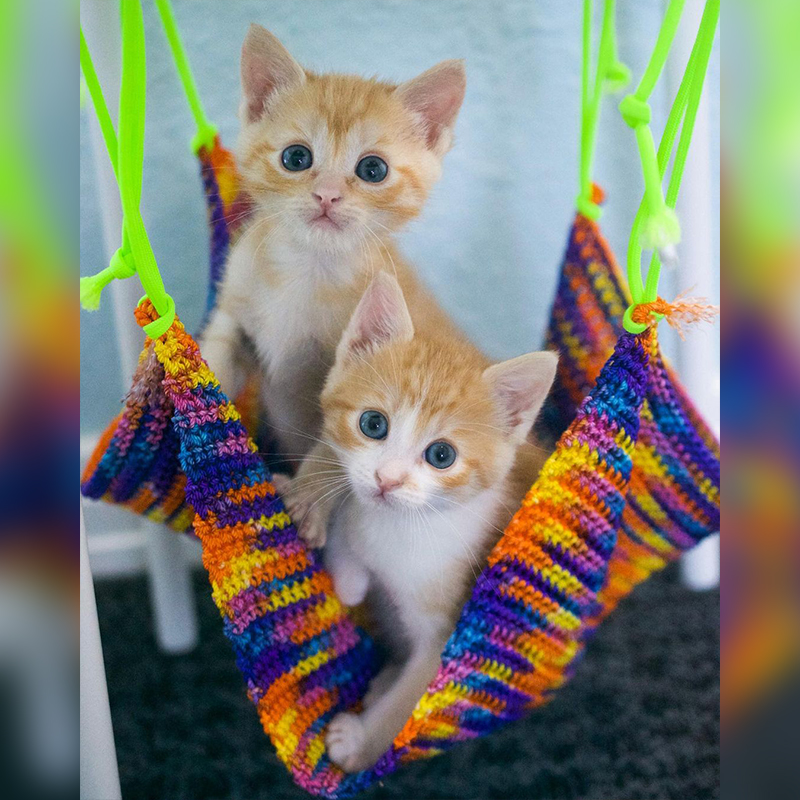 Moppet and Chippy in a colorful swing