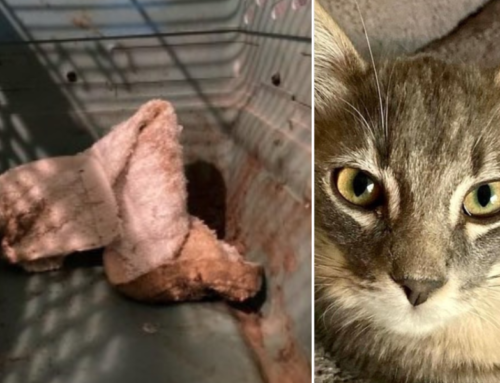 Alone in the Desert, Kitten Is Brought Back From the Brink of Death by a Guardian Angel