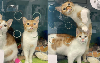 Poppy and Spice, Spice Kittens, Stray Cat Relief Fund, Mount Laurel, New Jersey, Philadelphia