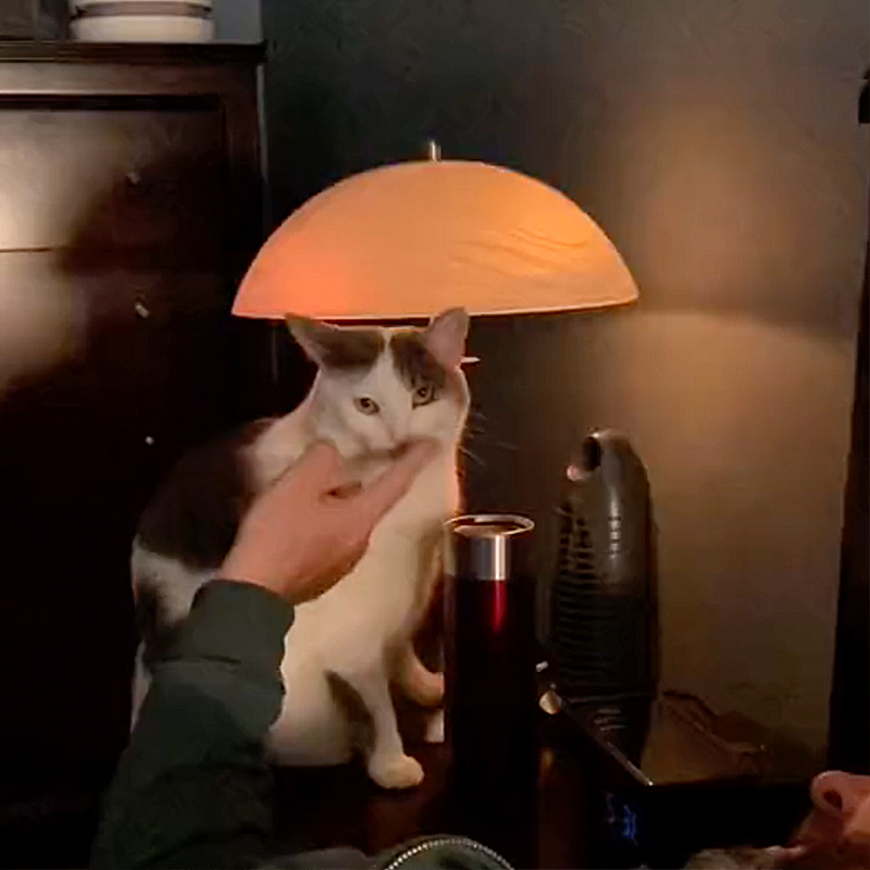 Sophie the cat becomes a nose boop lamp