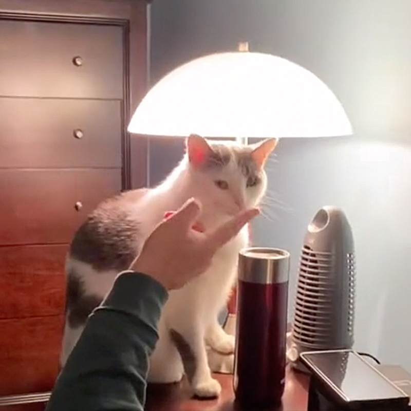 Cat turns on lamp when man touches her nose