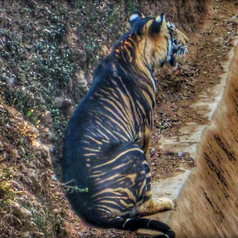 Melanistic tiger in Laikipia Wilderness Camp, photographer Soumen Bajpayee