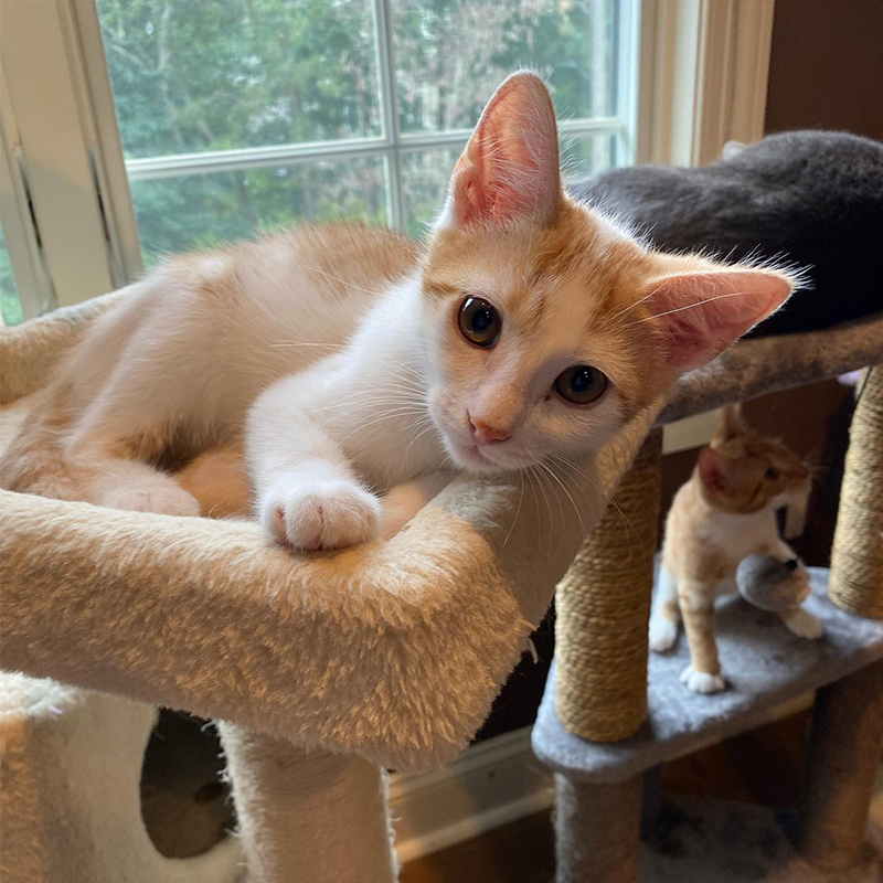 Spice the kitten, orange and white tabby on a cat tree in the window