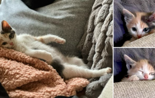 Squish the kitten, draw me like one of your French girls pose, CAAT Friends, Los Angeles